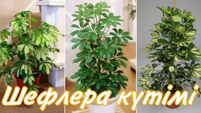 Қыз жігітін байлап, мінгізді