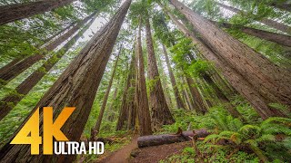 4K Nature Walk along Trail of the Cedars, North Cascades - Virtual Forest Walk with Calming Music