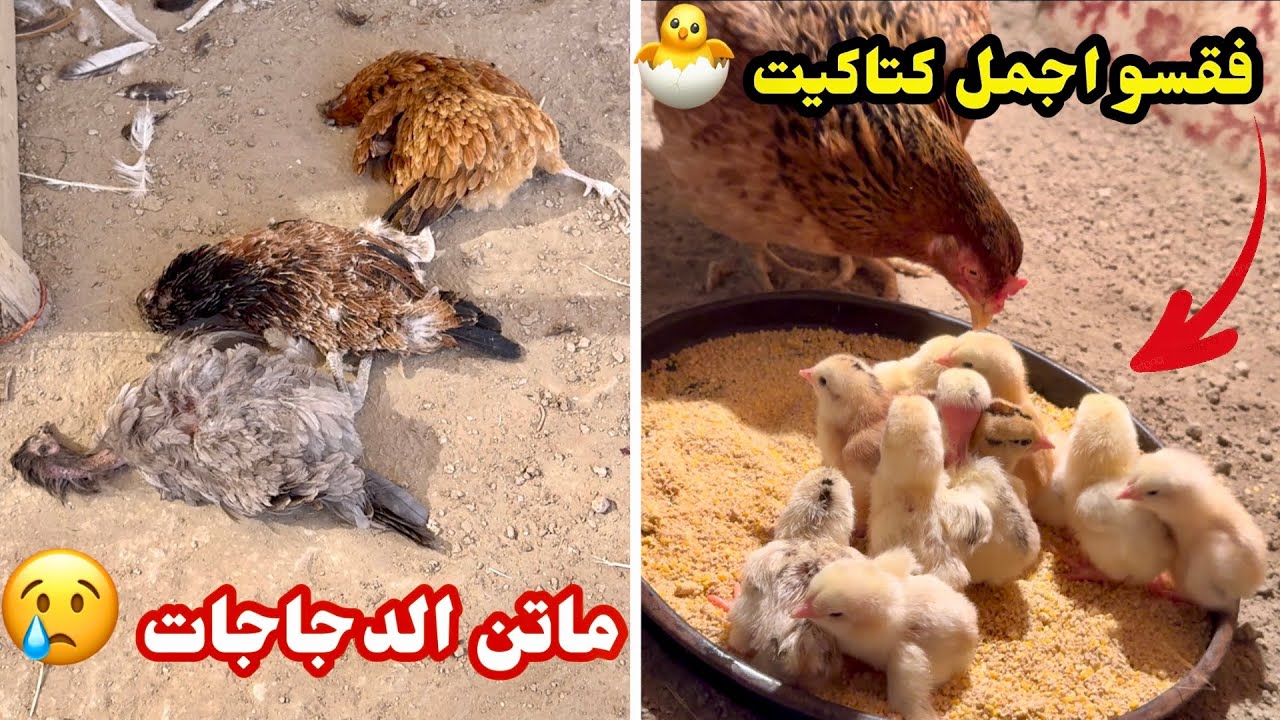 اول تفقيس للموسم🐣 ماتن 3 دجاجات 😢 شنو السبب؟؟
