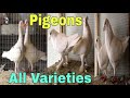 Pigeons All Variety And Breeder Pairs Shop In Hussain Agahi Market Multan Urdu/Hindi ...
