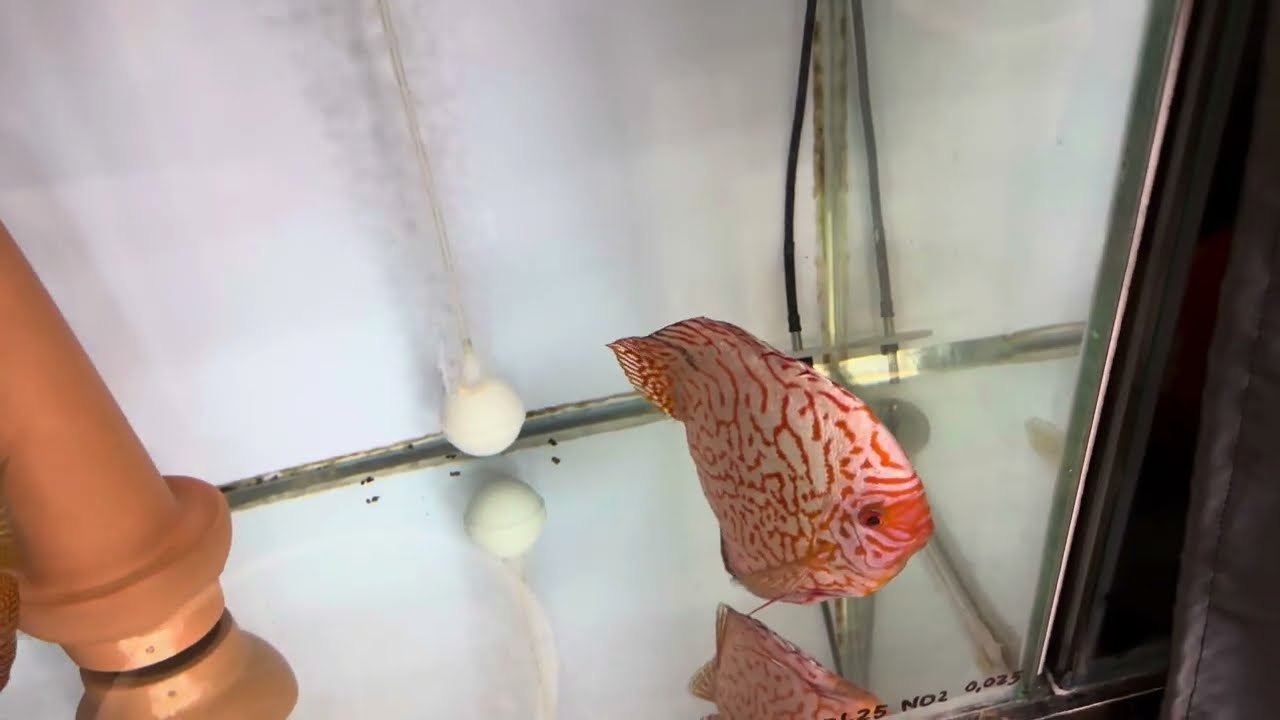 Самец съел икру😱Галя у нас замена. ADC News 18.01.2025