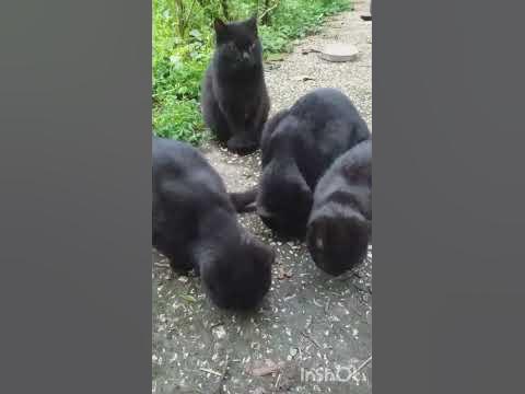 Смешные котики,чёрные,у нас в саду.Дикие кошки. - YouTube