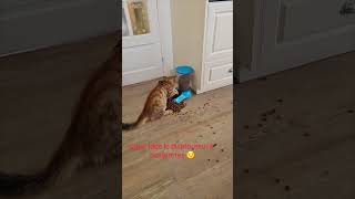 Smart Cat Sweeping Dry Food Away to Allow More to Come Out