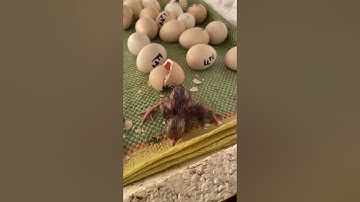 gà rừng con f1 75% máu rừng