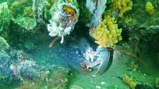 Duiken Grevelingenmeer Dive Center New Atlantis - 18 Oktober 2025