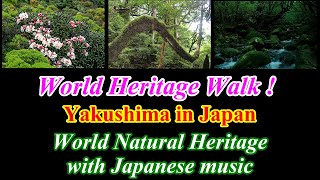 World Heritage Walk! [Yakushima] Japan World Heritage with Healing music.(Soothing/For a change/BGM) screenshot 5