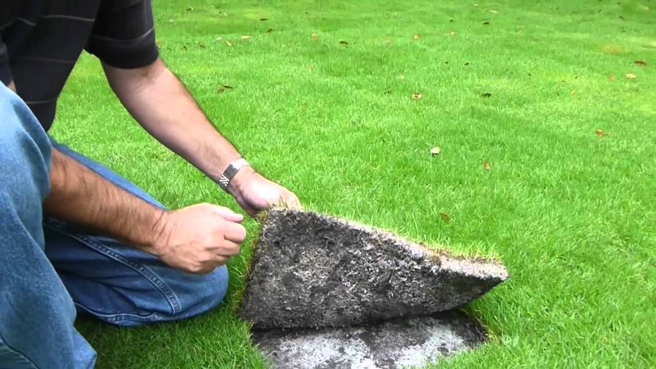 Geo Zoysia Roots in Shade South Florida Bethel Farms