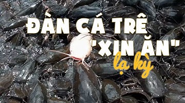 Kỳ lạ đàn cá trê cả ngàn con chen chúc ‘xin ăn’ ở Thiền viện Trúc Lâm An Giang