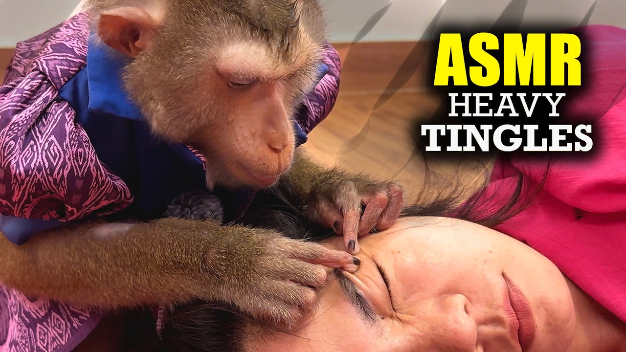 The Most Relaxing ASMR Monkey Grooming | Gentle Hair Picking for Tingles