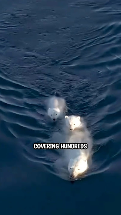 Polar bears, in the middle of the Ocean 😲