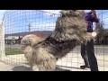 Big Caucasian shepherd 1 year aggressive の動画、YouTube動画。
