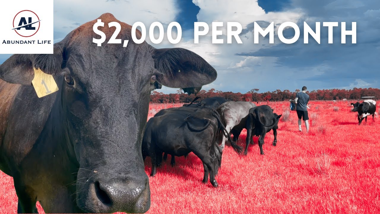 Passive Income with Cows (Started in High School)