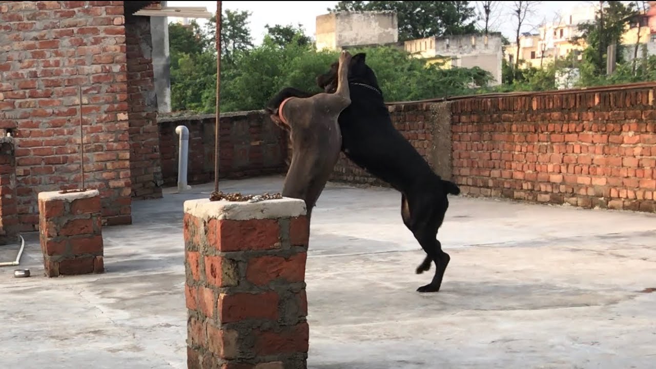 American bully pitbull Vs Cane Corso fight Friendly Dog fight India