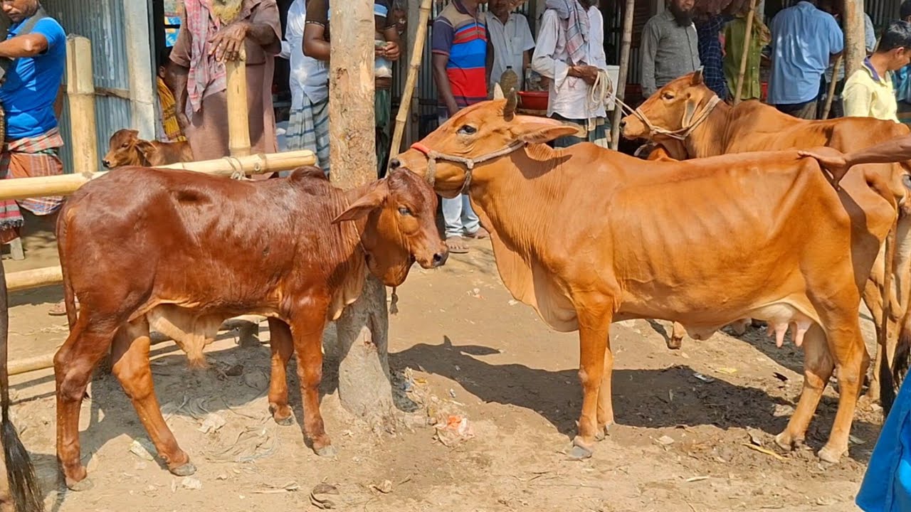 ১০ জানুয়ারি ২০২৬ || খুব সীমিত দামে ২/৩ লিটার দুধ সহকারে দেশি গাভী বাচ্চা চান্দাইকোনা গরুর হাট | cow