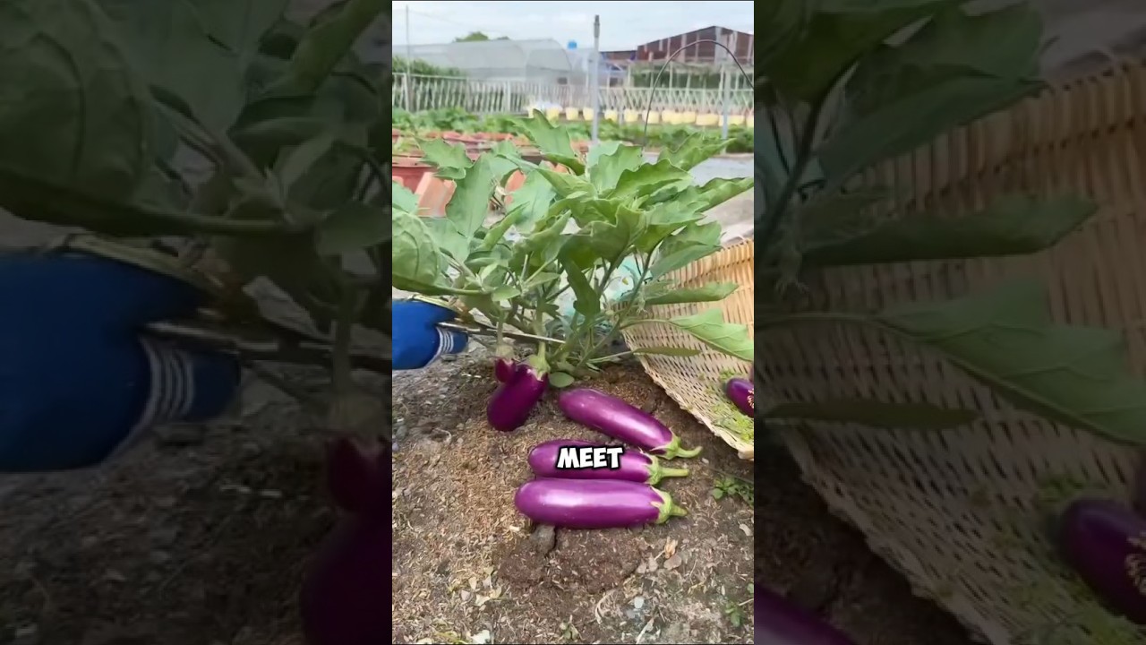 Purple Gems in the Field: Eggplant Harvest Day 🍆 