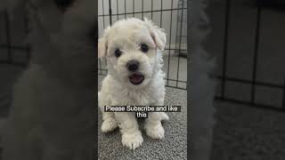 Subscribe to my channel for daily updates!! 27 days old maltipoo puppies!!!