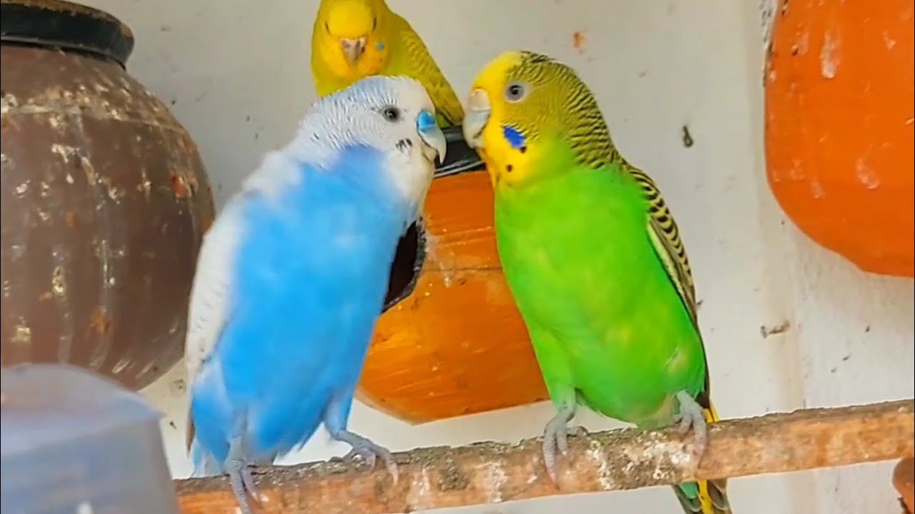Budgies chirping sounds budgies breeding birds budgies YouTube