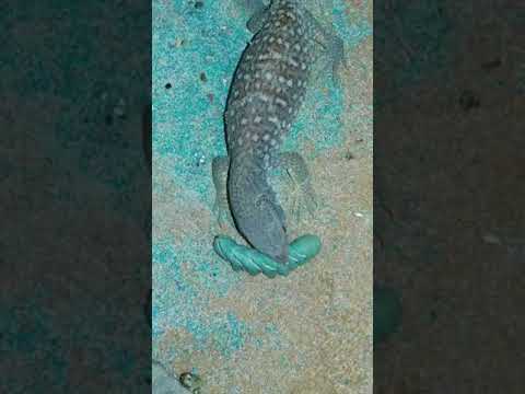 johnson and wales Monty the savannah monitor eating a hornworm