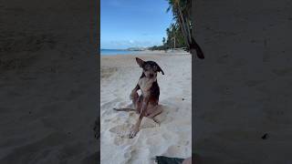 How To Cure A Dogs Mange For Only 20 Pesos.