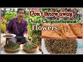 Grow Chrysanthemum from Seeds. Don't throw away the dried flowers