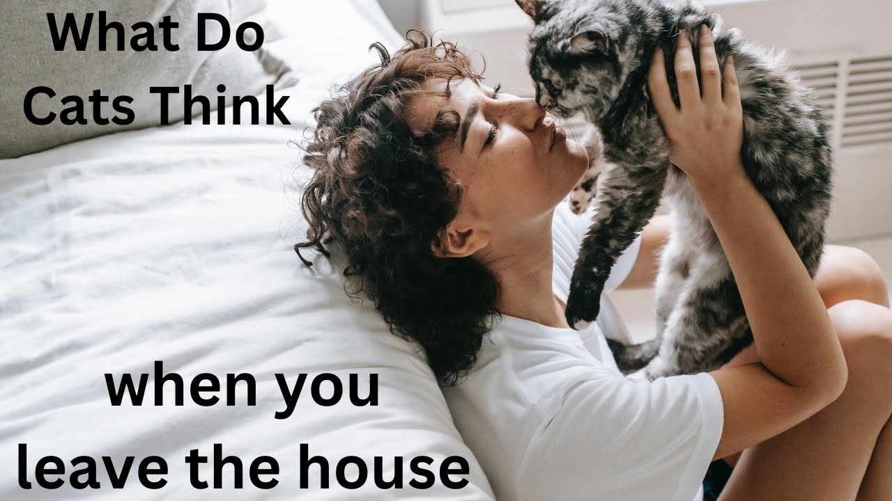 What Do Cats Think When You Leave The House