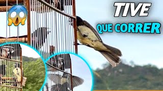 Entrei No Território Do Papa Capim Mais Valente Do Mundo