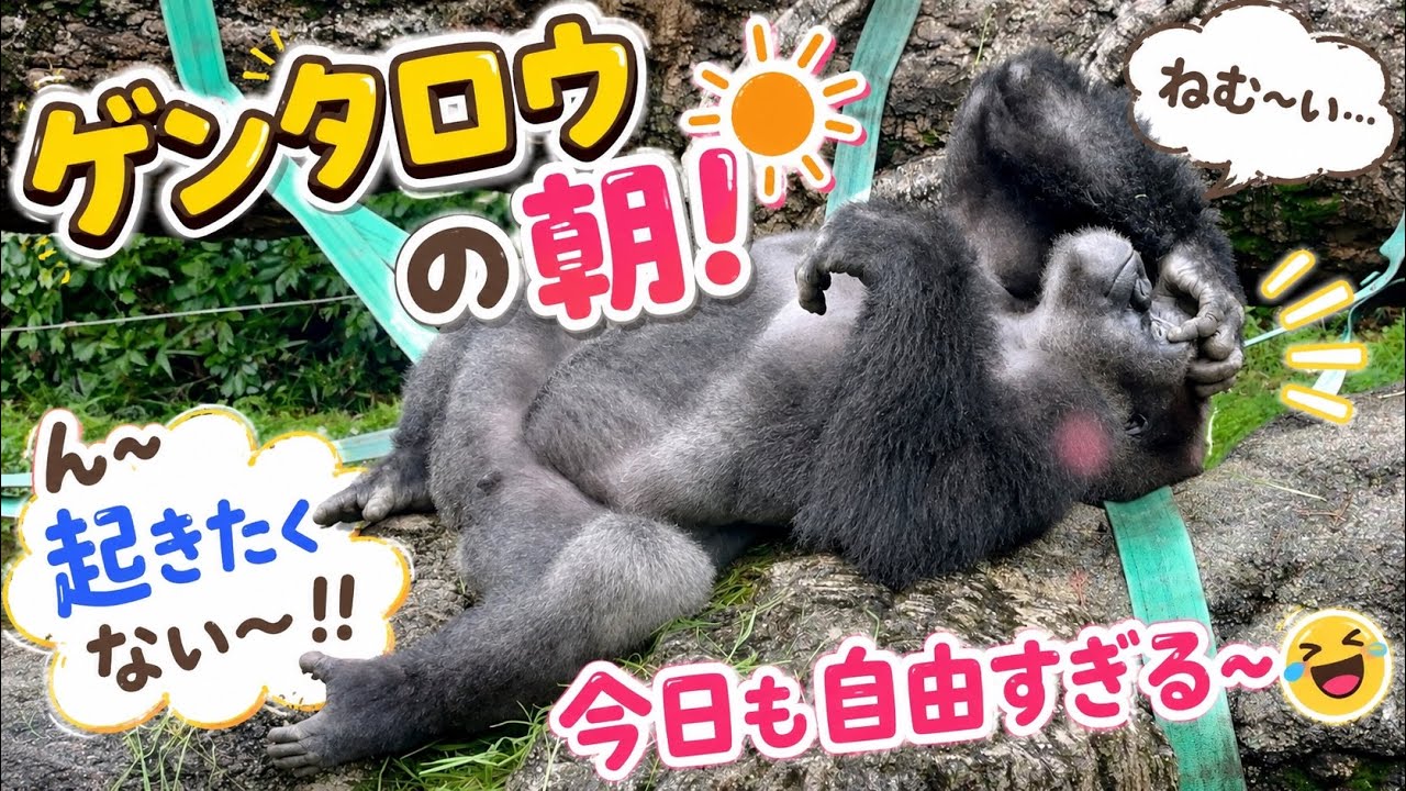 Gorilla⭐️ Kyoto City Zoo will soon begin accepting suggestions