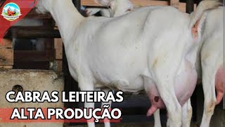 CABRAS LEITEIRAS SENNEN DO CAPRIL DA DONA VÂNIA ALTA PRODUÇÃO DE LEITE #cabras