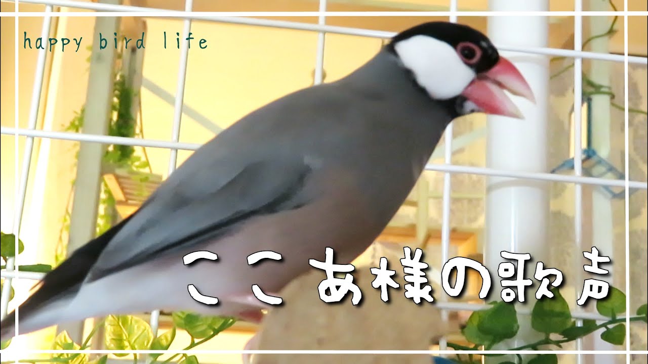 あじさい様オーダー品 小鳥のステージ（とまり木）　２セット　［匿名配送］ あじさい文鳥様オーダー品 小鳥のステージ（とまり木） ［匿名配送