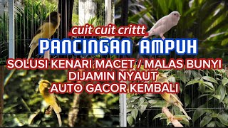 Suara Pancingan Kenari Cuit Cuit Terbukti Ampuh Bikin Kenari Paudmacetmalas Bunyi Jadi Nyaut Gacor