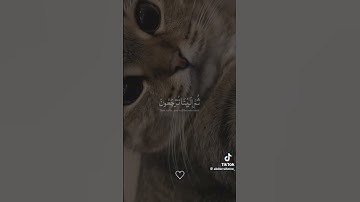 #اكسبلور #لايك #راحة_نفسية #تيك_توك #تصويري #ترند #راحه_نفسيه قرآن كريم