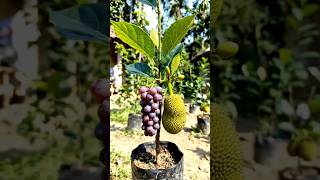 Small Plant, Huge Surprise! 🍇🌱