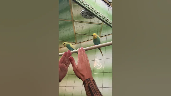 Magic parrot! Or “don’t touch me please” #parrots #parrotslife