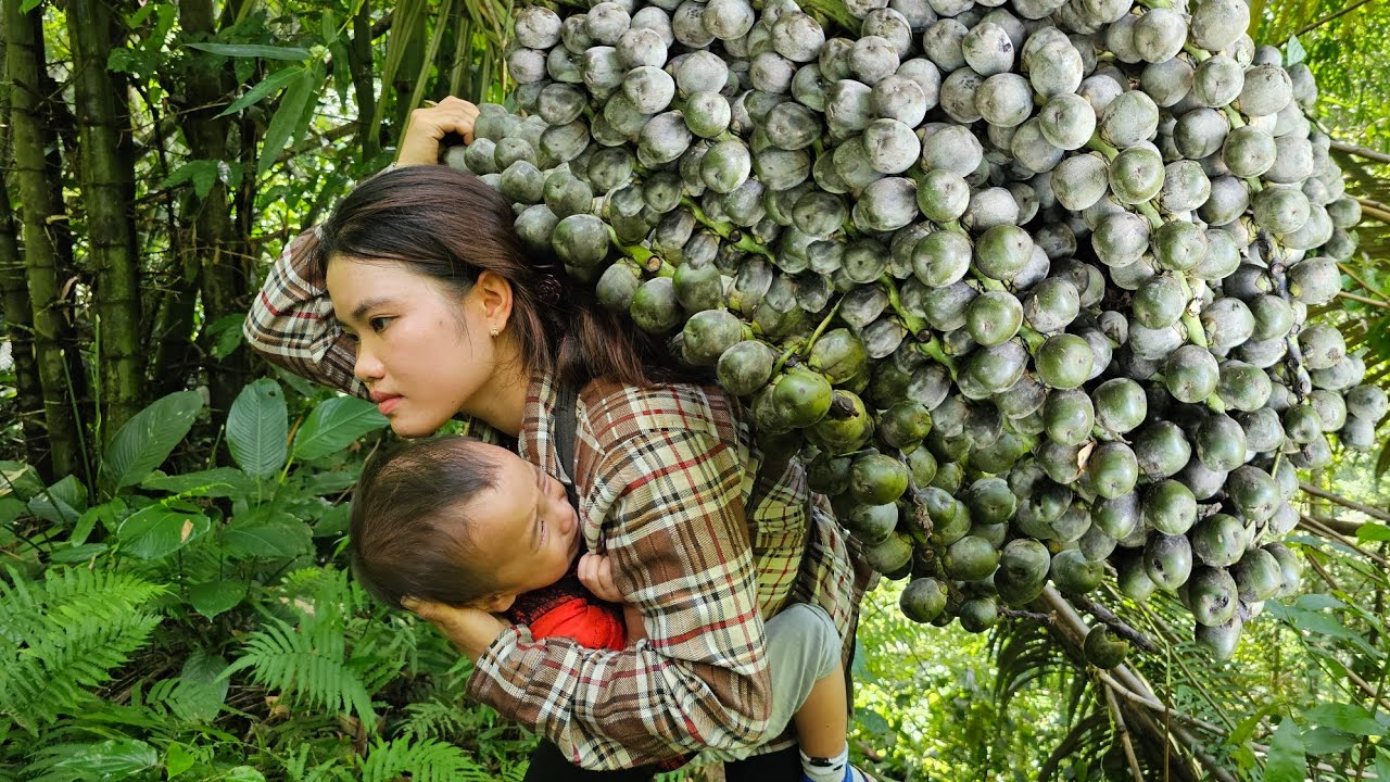 Harvesting Forest Fruits: Peeling process Taking the seeds of Buffalo feet Goes to the market sell.