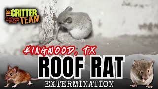 Kingwood, TX Roof Rat Removal (281) 667 0171 - The Critter Team