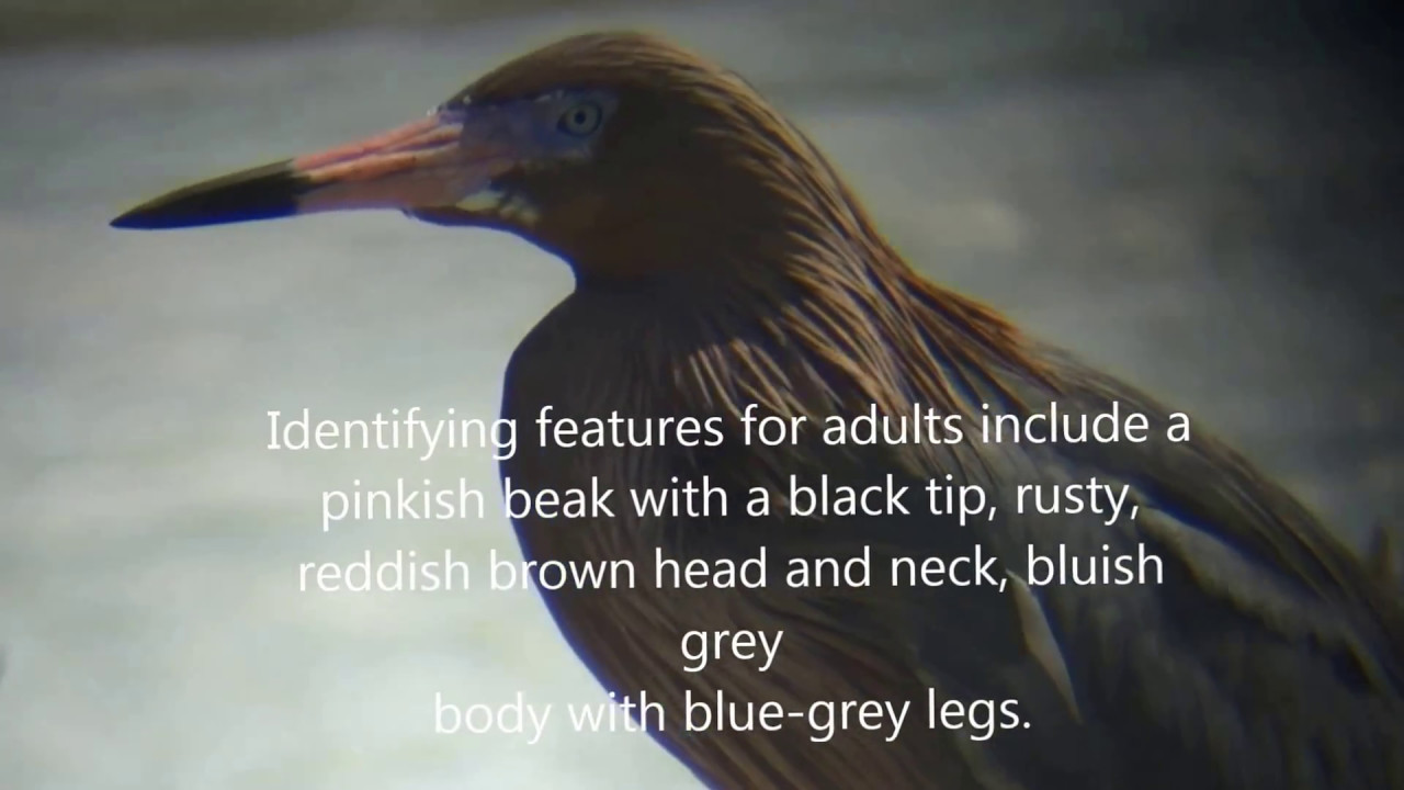 The Reddish Egret 