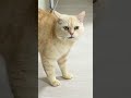 元野良ボス猫ニャーゴ🐈✨アクション集