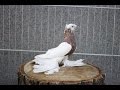 Usbekische Tauben / Узбекские голуби ( Александр Бобков , Днепр, Украина )