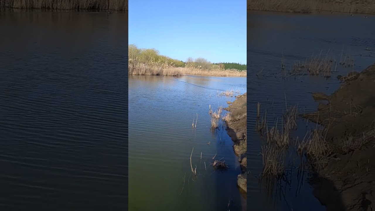 My RipptonCatch X Baitbiat in action on willowcroft fisheries 6 islands peg 3.