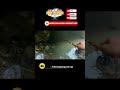 mancing melem pake umpan roti klik #shorts