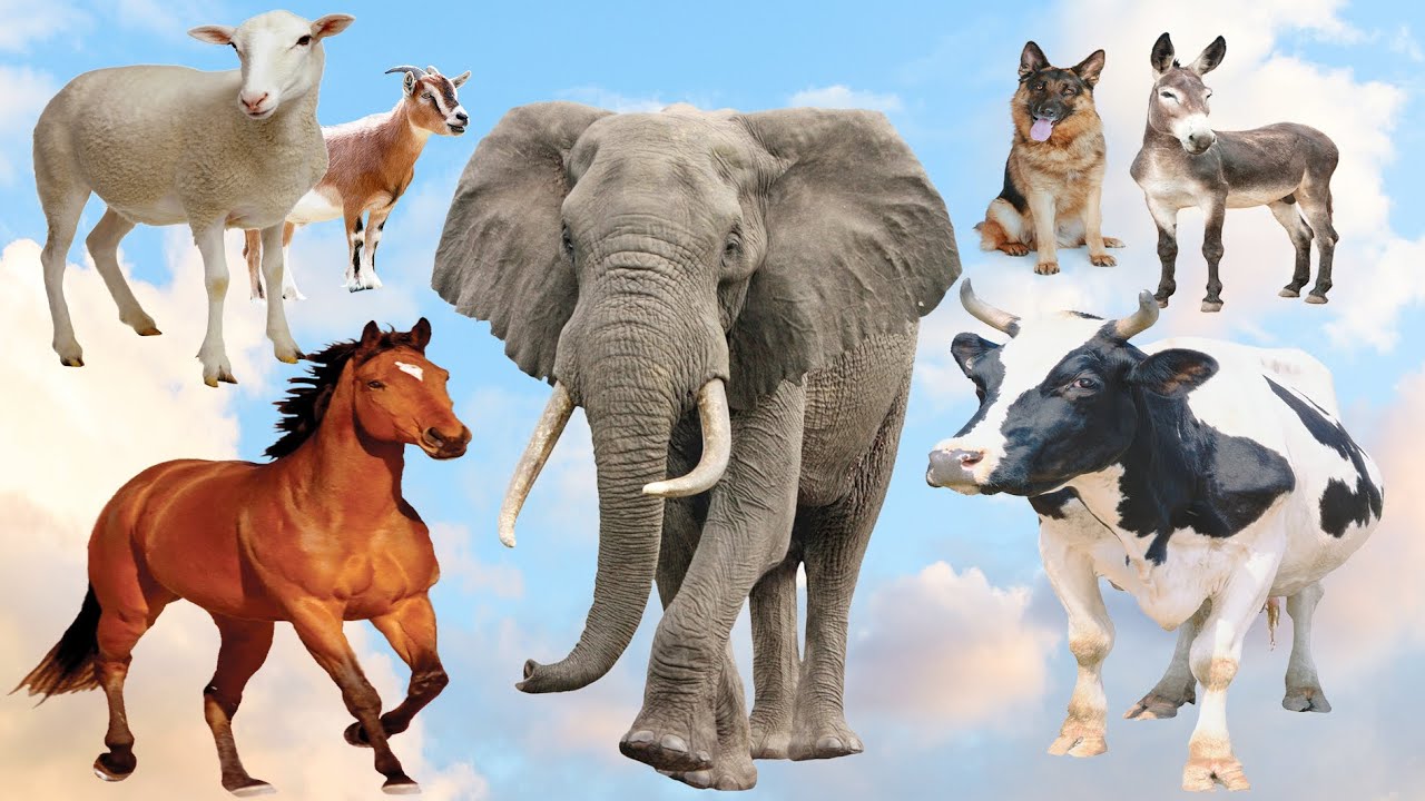 All Farm Animals Sounds Compilation | Sheep, Chicken, Cat, Dog, Goat, Rabbit, Tiger, Duck, Ostrich