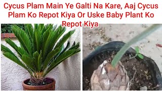 Cycus Plam Main Ye Galti Na Kare ,Aaj Cycus Plam Ko Repot Kiya Or Uske Baby Plant Ko Repot Kiya