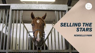 How to make millions selling horses - stars of the future at Newsells Park