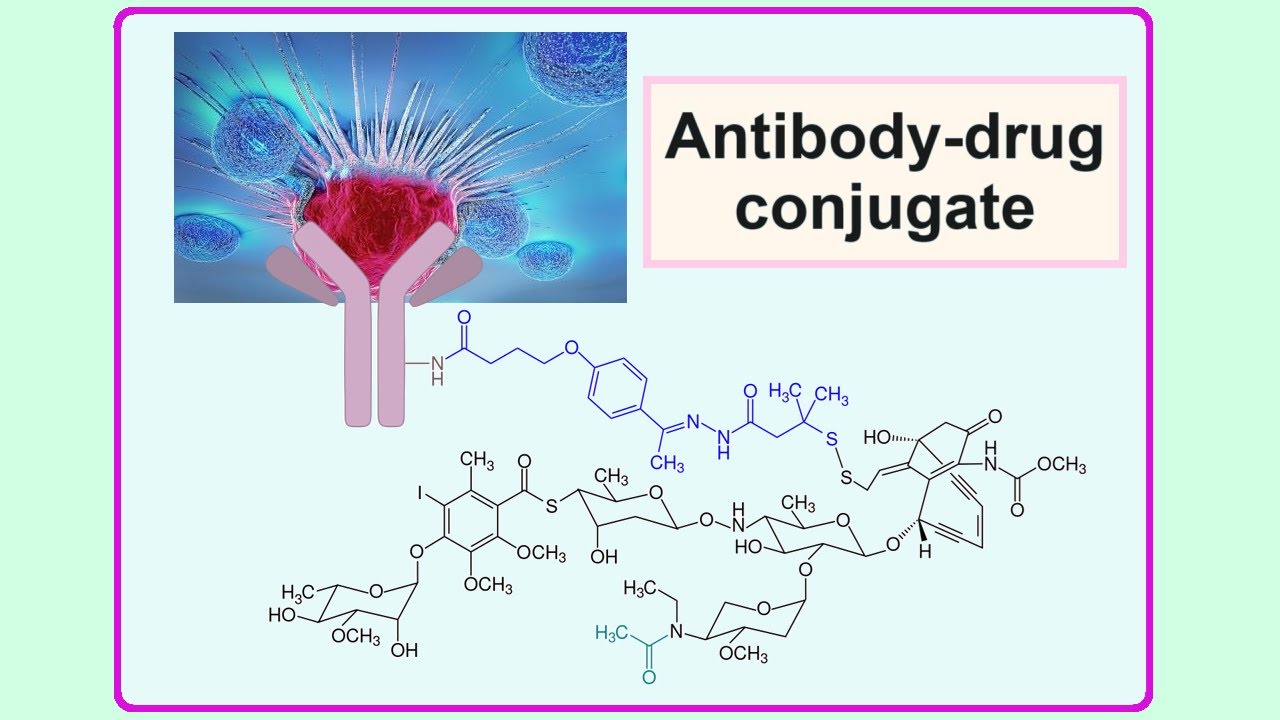 antibody drug conjugate