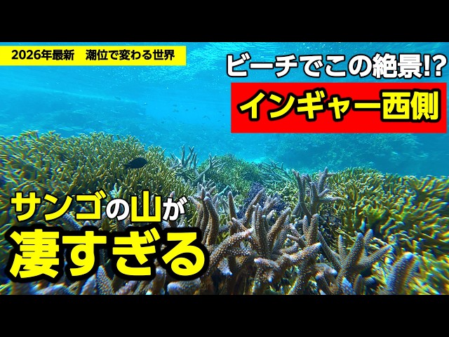 2026 Latest] Hidden Gem Snorkeling Spot in Miyako Island! The