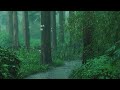 Listen to the rain on the forest path relax reduce anxiety and sleep deeply