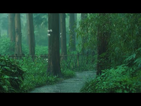 Listen To The Rain On The Forest Path, Relax, Reduce Anxiety, And Sleep Deeply