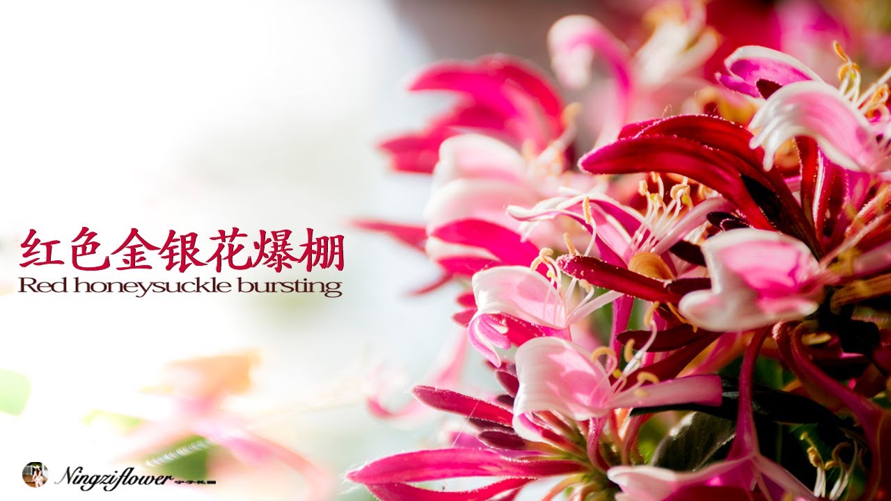 零打理的红金银花爆花了｜Zero Care Red Honeysuckle Pops - YouTube