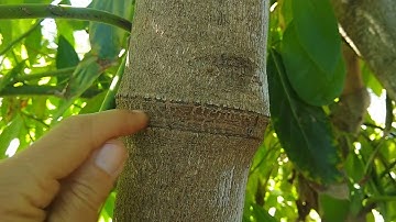 Girdling avocado trees for consistent fruiting