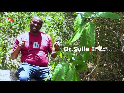 THIS LEAF DREAMS ON A DRIED TREE THERE IS A BIG SECRET HIDDEN HERE DR SULLE